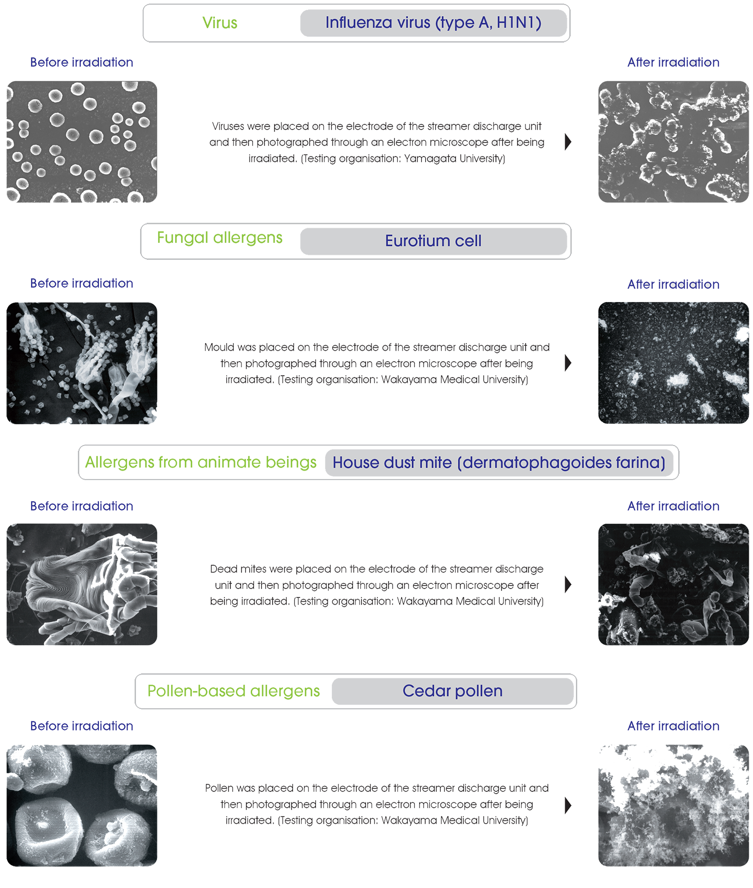 influenza virus